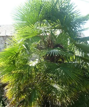 Bed & Breakfast Le Miramont 3*